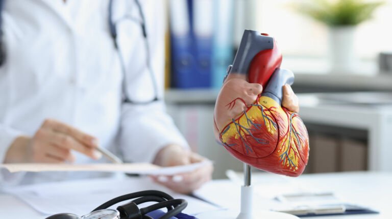 Anatomical model of the heart on the doctor’s table, blurry Anatomical model of the heart on the doctor's table, close-up. Workplace of a cardiologist, preparation for transplantation